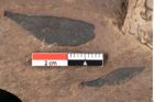 Foto (Detailansicht) von Sphaeria palaeolentisti Ettingshausen (NHMW-GEO-2024-0188-0045)